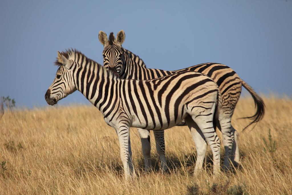 Botlierskop Bush Villas Sandhoogte Экстерьер фото