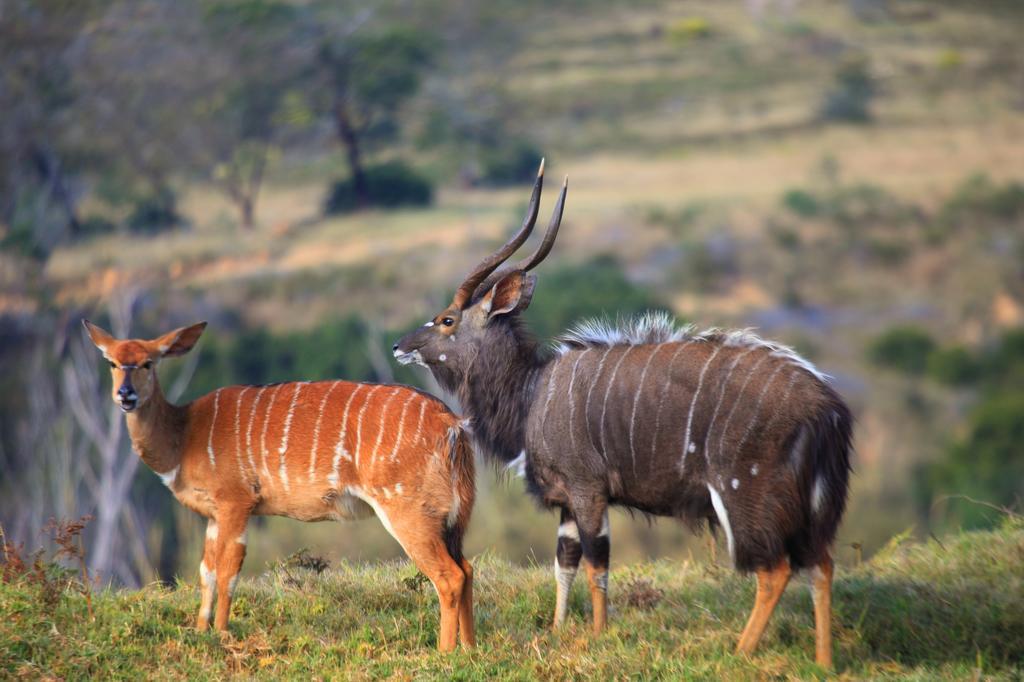 Botlierskop Bush Villas Sandhoogte Экстерьер фото